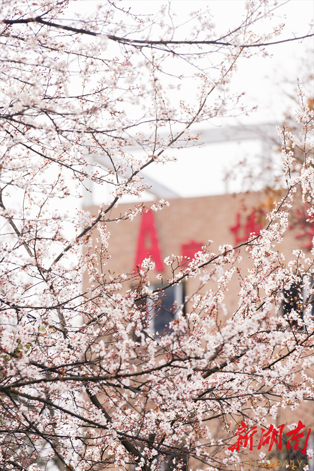 beat365平台官方网站紫叶李花开惹人醉