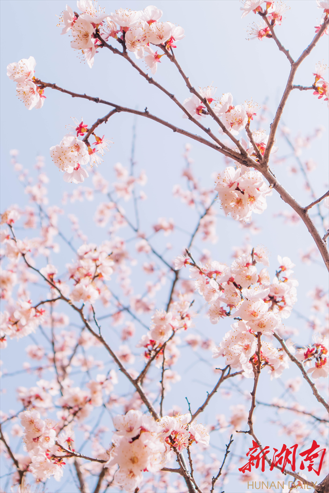 beat365平台官方网站紫叶李花开惹人醉